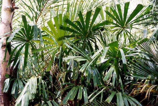 لیکوآلا اسپینوزا